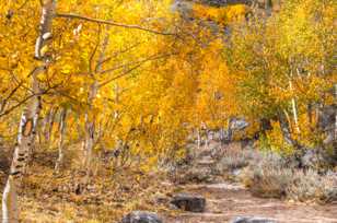 Aspen forest-5120.jpg
